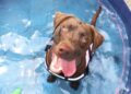 Loki the Lab cooling down in a paddling pool