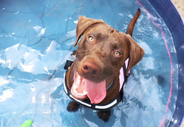 Loki the Lab cooling down in a paddling pool