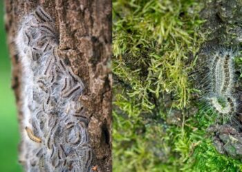 Borough residents are asked to look out for and report any sightings of oak processionary moth caterpillars or their nests. Picture: WBC