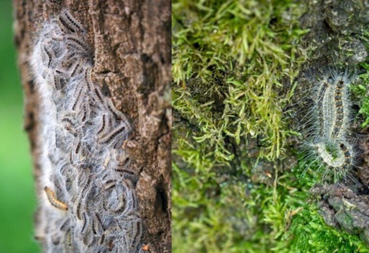Borough residents are asked to look out for and report any sightings of oak processionary moth caterpillars or their nests. Picture: WBC