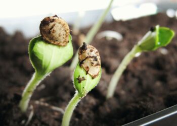 Twyford and Ruscombe Horticultural Association says that no plant will be wasted at their Bring and Buy Plant Sale.