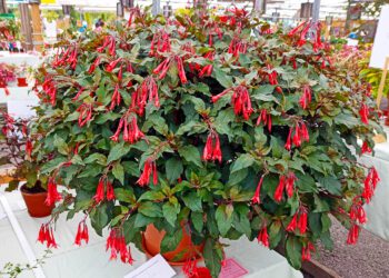 A fuschia show will take place at Squire's Garden Centres in Wokingham in July