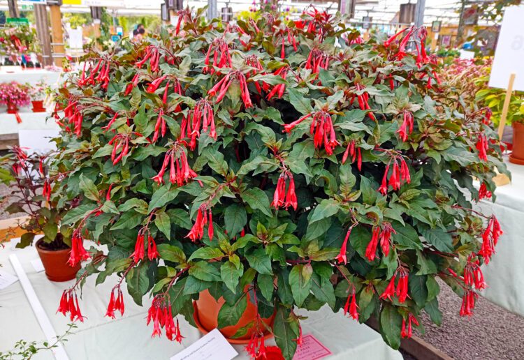 A fuschia show will take place at Squire's Garden Centres in Wokingham in July