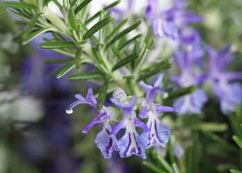 Blooming rosemary