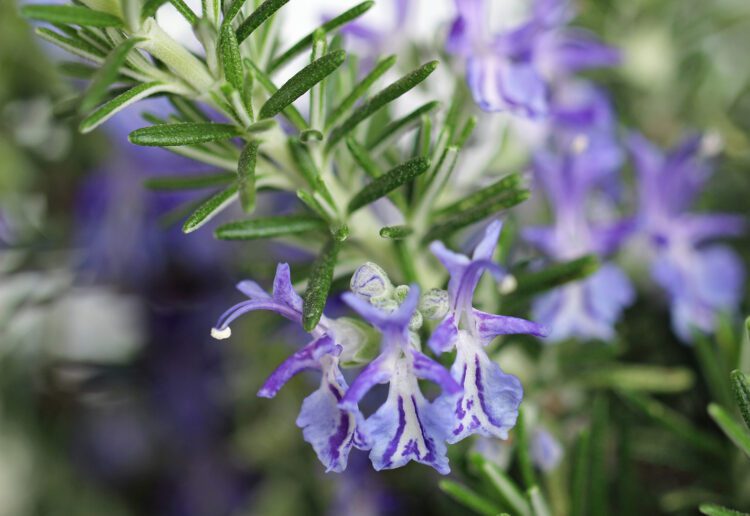 Blooming rosemary