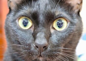 The Pet Abduction Bill could be one of the most significant animal welfare laws of recent times. Pic: Andrew Batt.