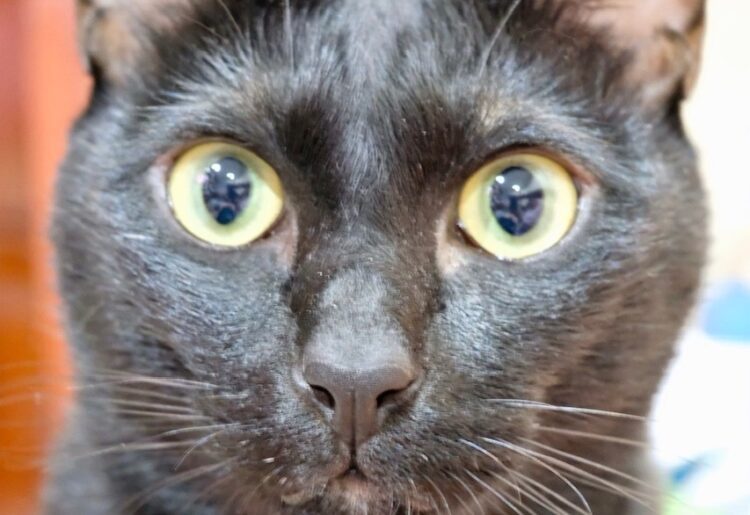 The Pet Abduction Bill could be one of the most significant animal welfare laws of recent times. Pic: Andrew Batt.