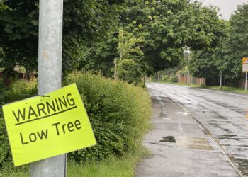 The trees in Earley. Pic: Phil Creighton.