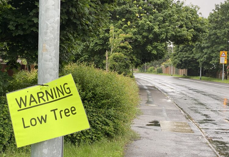 The trees in Earley. Pic: Phil Creighton.