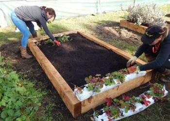 Freely Fruity team members plant up a strawberry bed in one of their many community gardens. Picture: Emma Merchant