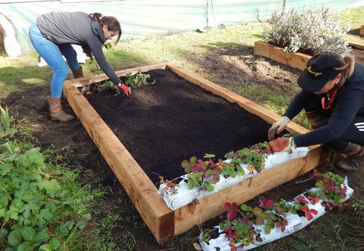 Freely Fruity team members plant up a strawberry bed in one of their many community gardens. Picture: Emma Merchant