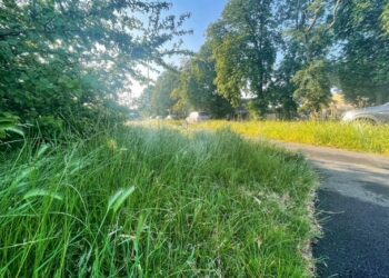 Grass verges on London Road on Wednesday morning.