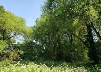 Woosehill Meadows