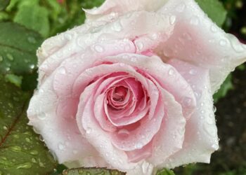 For a floral display, people should make their way to Wokingham Horticultural Association's Summer Show at St Paul's Parish Rooms, on Saturday, June 22, at 2pm. Picture: Emma Merchant