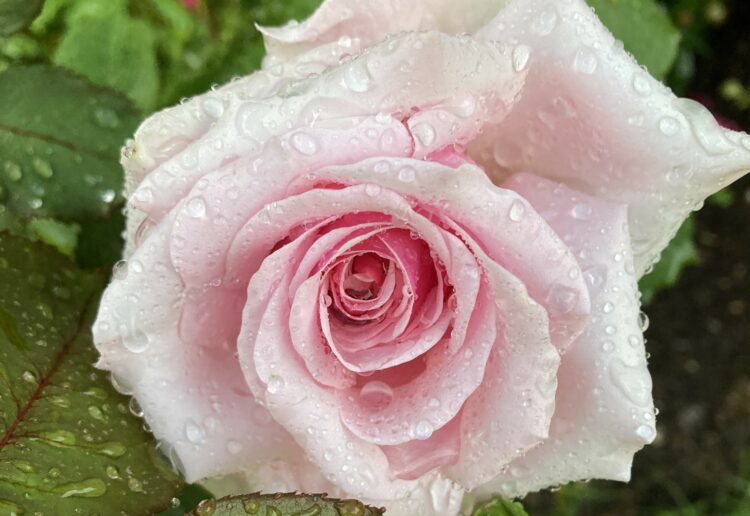 For a floral display, people should make their way to Wokingham Horticultural Association's Summer Show at St Paul's Parish Rooms, on Saturday, June 22, at 2pm. Picture: Emma Merchant