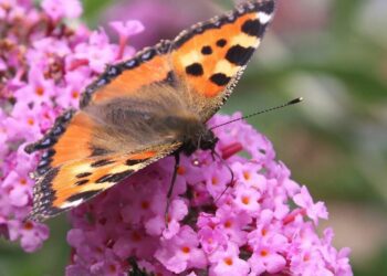 Butterflies in buddleia ? a sight seen in many gardens this July