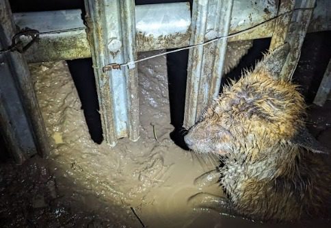 The RSPCA had to put down a fox caught in an illegal snare