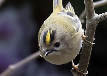 A goldcrest, pictured in Finchampstead. Pic: Andrew Batt.