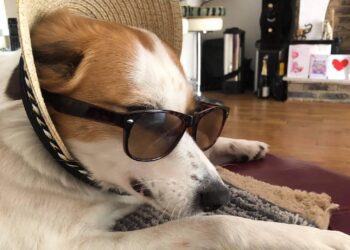 hot weather can cause problems for our canine friends. Bella, pictured by Andrew Batt.
