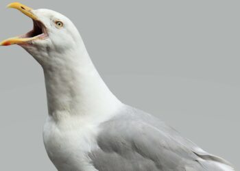 A seagull was in need of assistance.