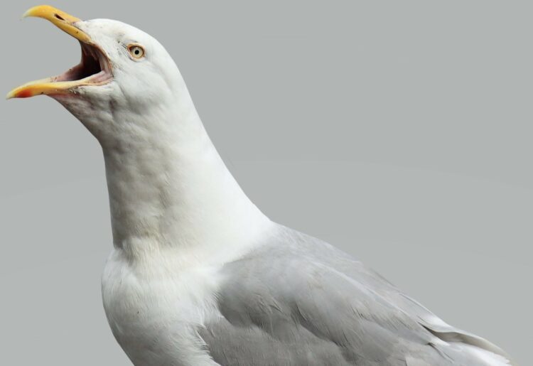 A seagull was in need of assistance.