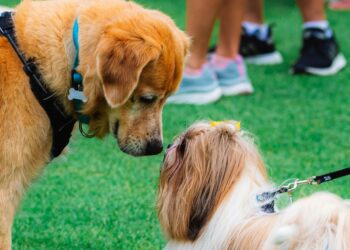 Wokingham charity SAFE (Saving Abandoned Fly-Grazing Equines), is hosting a SAFE Dog Show in Cantley Park, as part of their annual fundraising event to support their work  rescuding abandoned horses in the borough.