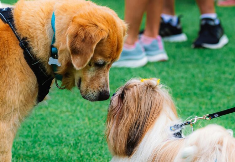 Wokingham charity SAFE (Saving Abandoned Fly-Grazing Equines), is hosting a SAFE Dog Show in Cantley Park, as part of their annual fundraising event to support their work rescuding abandoned horses in the borough.