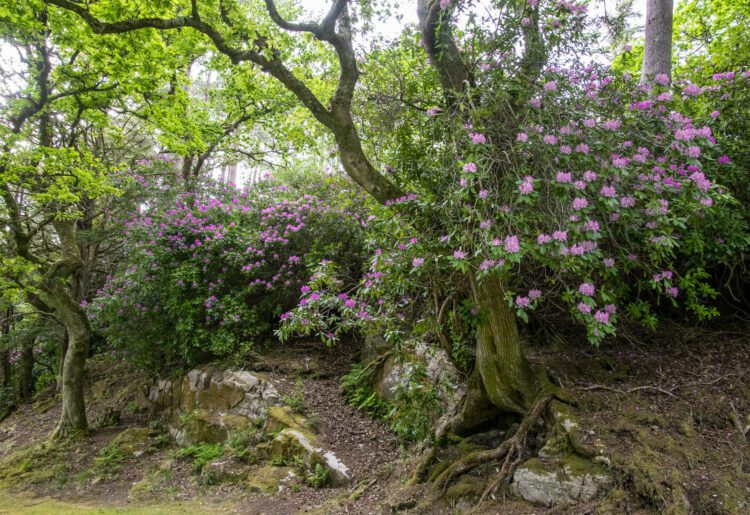 Rhodo Picture: Caz Austen