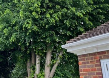 One of the trees in Evendons Lane. Pic: WBC.