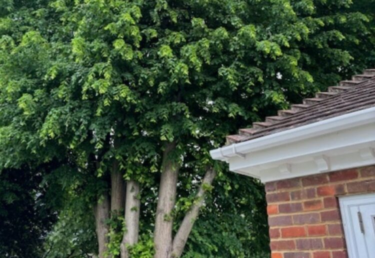 One of the trees in Evendons Lane. Pic: WBC.