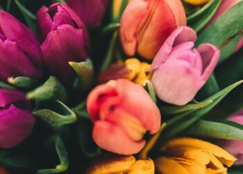 With daffodils blooming early this year, tulips should enjoy centre stage at California Gardening Club's Spring Show. Picture: Anton Darius via Unsplash