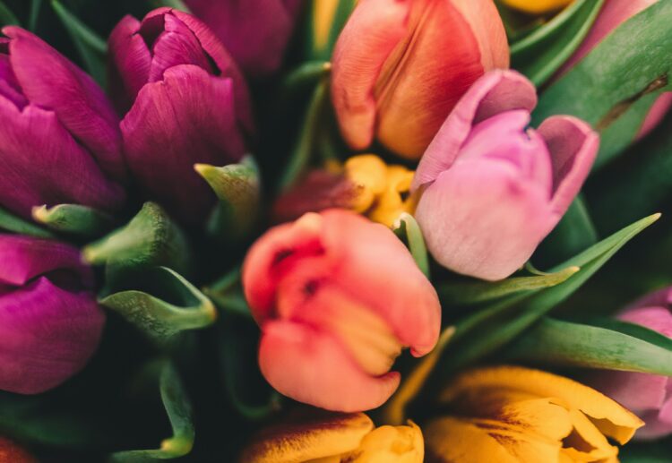 With daffodils blooming early this year, tulips should enjoy centre stage at California Gardening Club's Spring Show. Picture: Anton Darius via Unsplash