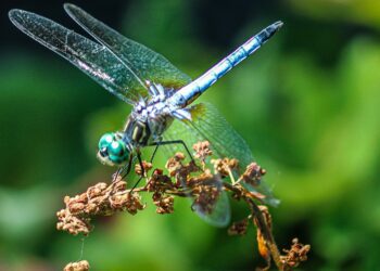 A free Green Fair at Maiden Erlegh Nature reserve on Saturday offers fun for all the family. Picture: Jakayla Toney via Unsplash.