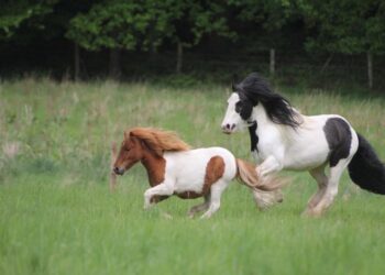 SAFE is holding its annual Fun Family Day in Wokingham this month, and expects more than a thousand visitors. Ponies Seguro and Luca will be at the event. Picture: SAFE horses