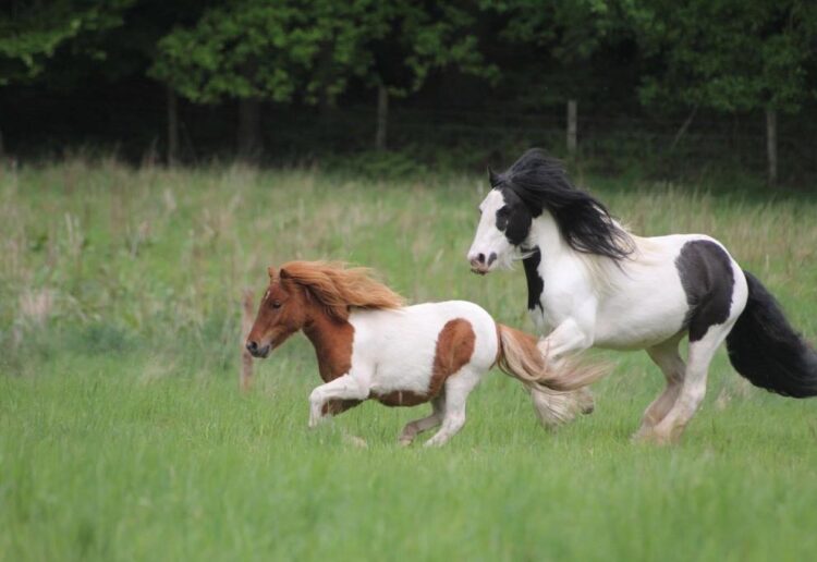 SAFE is holding its annual Fun Family Day in Wokingham this month, and expects more than a thousand visitors. Ponies Seguro and Luca will be at the event. Picture: SAFE horses