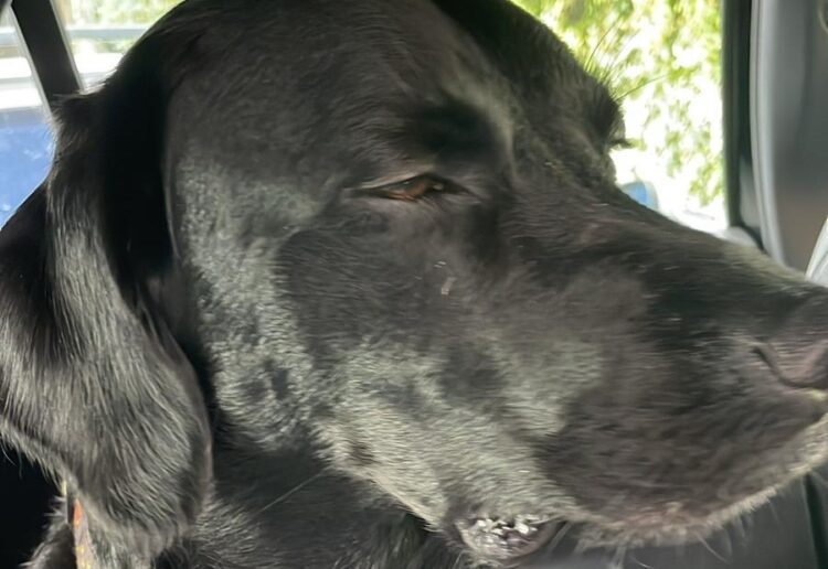 Hugo has fulled recovered from his experience.