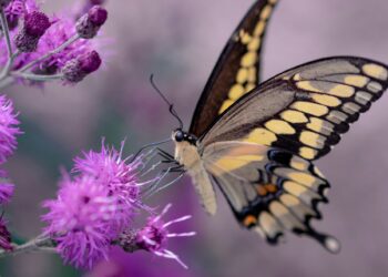 Picture: Aaron Burden, via UnSplash