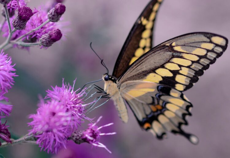 Picture: Aaron Burden, via UnSplash