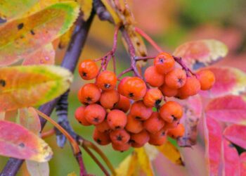 California Gardeners Club members will be able to enjoy a talk from invited speaker Ray Broughton, who will be giving tips and hints on how to prepare gardens for winter. Picture: Yoksel Zok via Unsplash