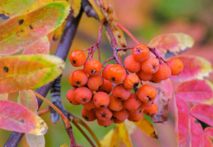 California Gardeners Club members will be able to enjoy a talk from invited speaker Ray Broughton, who will be giving tips and hints on how to prepare gardens for winter. Picture: Yoksel Zok via Unsplash