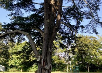 St Paul's cedar of Lebanon, now unsafe, has to be felled, say tree surgeons. Picture: Emma Merchant