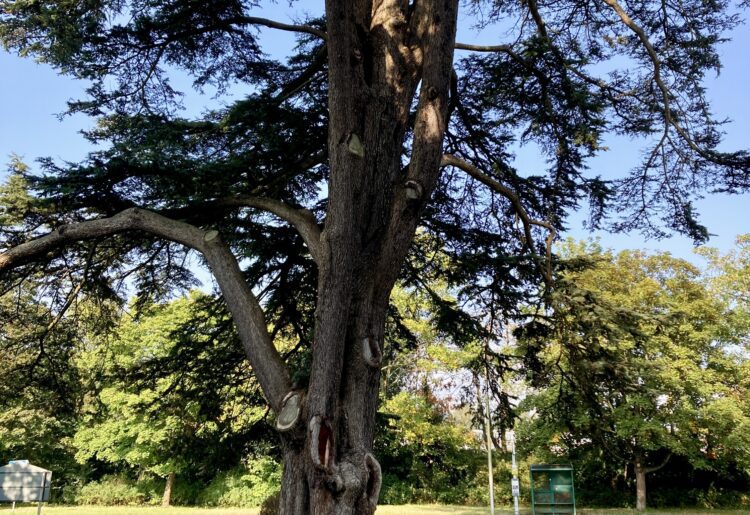 St Paul's cedar of Lebanon, now unsafe, has to be felled, say tree surgeons. Picture: Emma Merchant