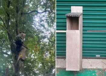 The new owl boxes.