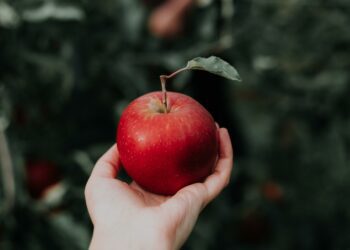 Will Snow White eat the apple? Shinfield Player will perform the panto, set to the music of ABBA Picture: Priscilla Du Preez on Unsplash