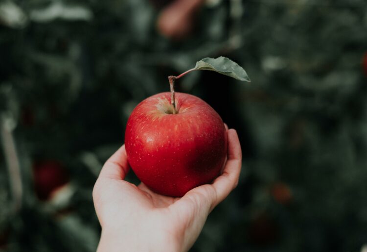 Will Snow White eat the apple? Shinfield Player will perform the panto, set to the music of ABBA Picture: Priscilla Du Preez on Unsplash