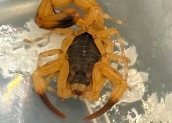 scorpion