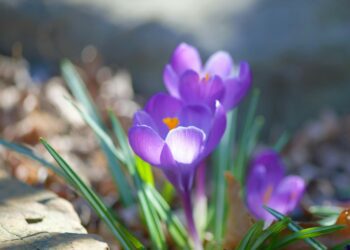 Crocuses and narcissi will be the highlight of two events from The Rotary Club of Wokingham to highlight their End Polio Now campaign. Picture: Julie Blake Edison via Unsplash