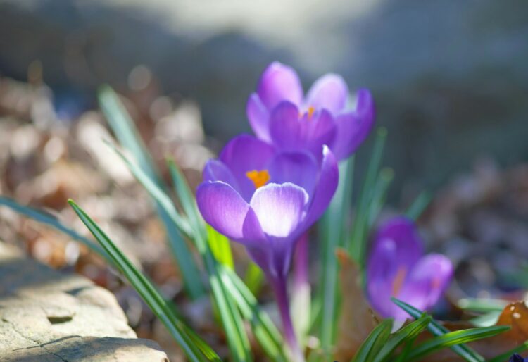 Crocuses and narcissi will be the highlight of two events from The Rotary Club of Wokingham to highlight their End Polio Now campaign. Picture: Julie Blake Edison via Unsplash