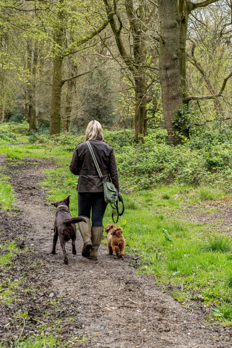 Hunters Dogs