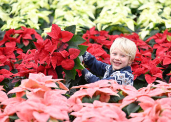Dobbies Garden Centres Little Seedlings Ambassador Fergus Bisset (5) insepcts the supply of poinsettias ahead of their arrival in stores for this Christmas. Pic Greg Macvean.